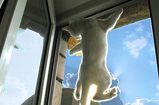 Cairns Venetian Жалюзи