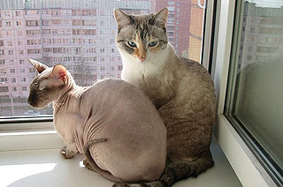 Cairns Venetian Жалюзи